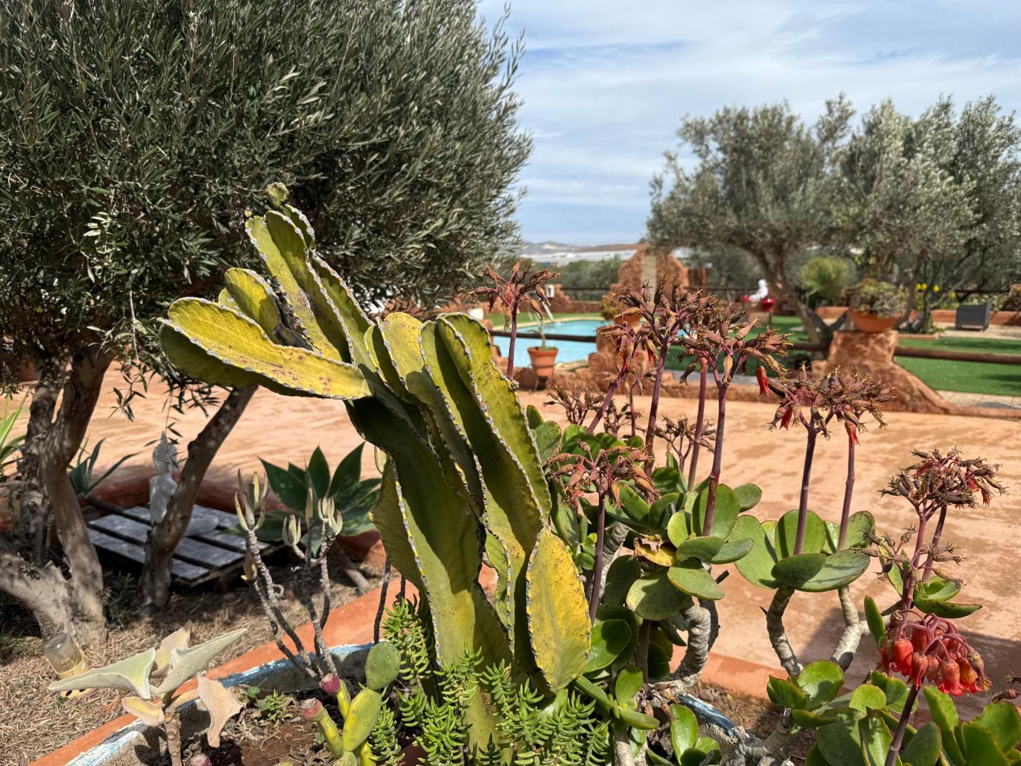 Olivares Rural Los Albaricoques Eksteriør bilde
